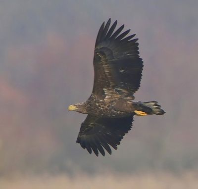 Zeearend - White-tailed Eagle