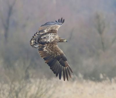 Zeearend - White-tailed Eagle