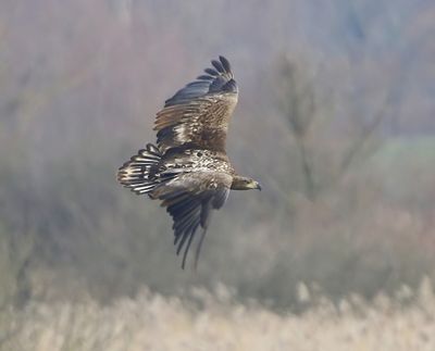 Zeearend - White-tailed Eagle