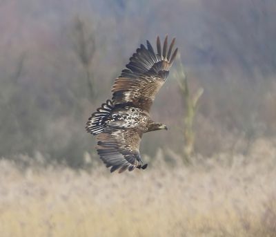Zeearend - White-tailed Eagle