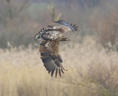 Zeearend - White-tailed Eagle