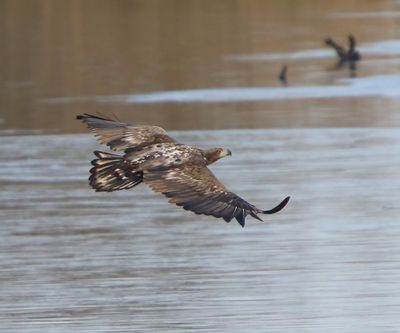 Zeearend - White-tailed Eagle