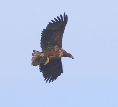 Zeearend - White-tailed Eagle