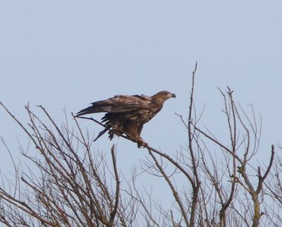 Zeearend - White-tailed Eagle