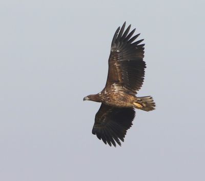 Zeearend - White-tailed Eagle