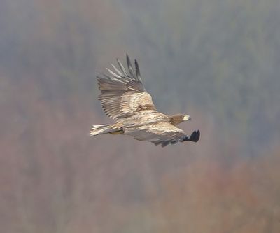Zeearend - White-tailed Eagle