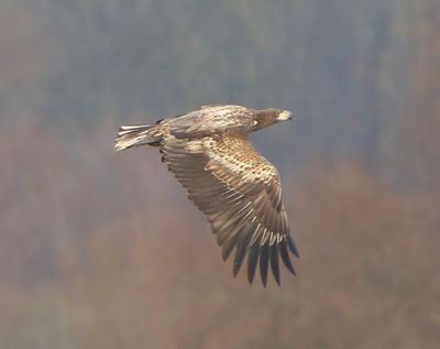 Zeearend - White-tailed Eagle