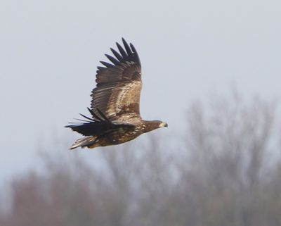 Zeearend - White-tailed Eagle