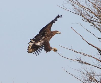 Zeearend - White-tailed Eagle