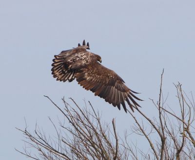 Zeearend - White-tailed Eagle