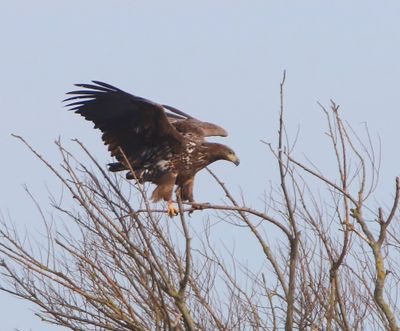 Zeearend - White-tailed Eagle
