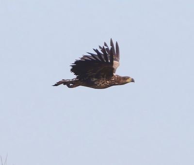 Zeearend - White-tailed Eagle
