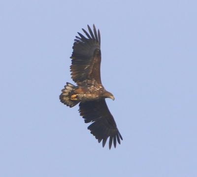 Zeearend - White-tailed Eagle
