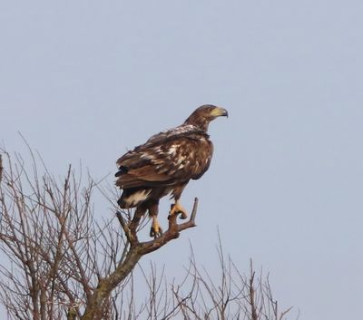 Zeearend - White-tailed Eagle