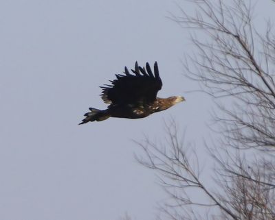Zeearend - White-tailed Eagle