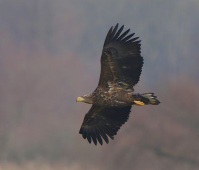 Zeearend - White-tailed Eagle