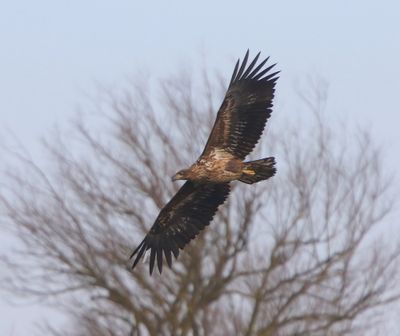 Zeearend - White-tailed Eagle