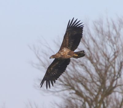 Zeearend - White-tailed Eagle