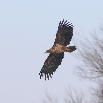 Zeearend - White-tailed Eagle
