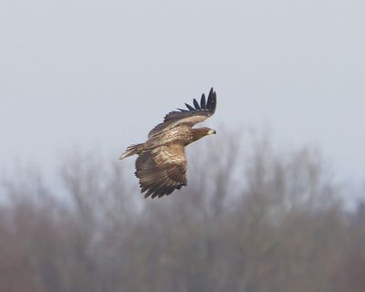Zeearend - White-tailed Eagle