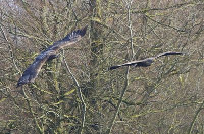 Zeearenden - White-tailed Eagles