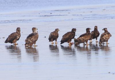 Zeearenden - White-tailed Eagles