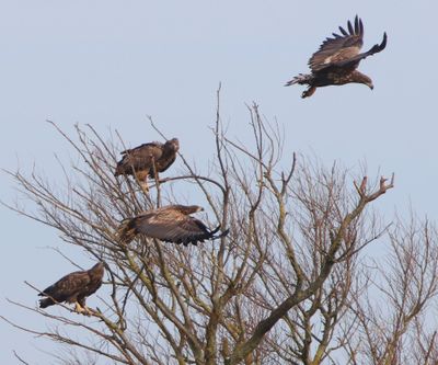 Zeearenden - White-tailed Eagles