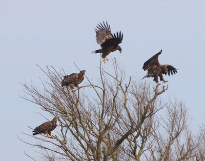 Zeearenden - White-tailed Eagles