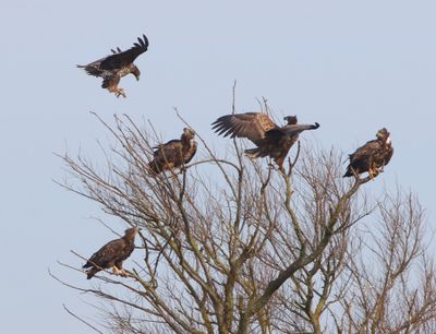 Zeearenden - White-tailed Eagles