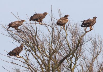 Zeearenden - White-tailed Eagles