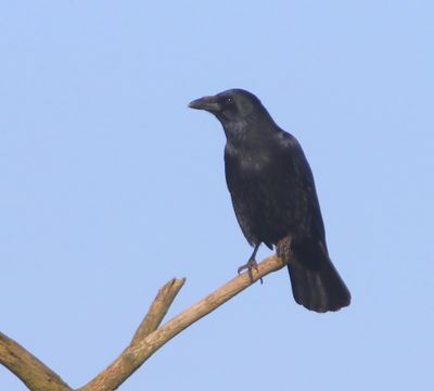 Zwarte Kraai - Carrion Crow