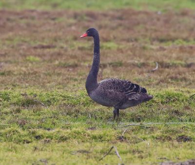 Zwarte Zwaan - Black Swan