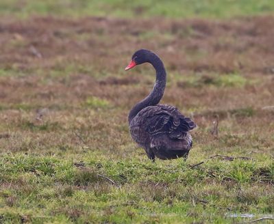 Zwarte Zwaan - Black Swan