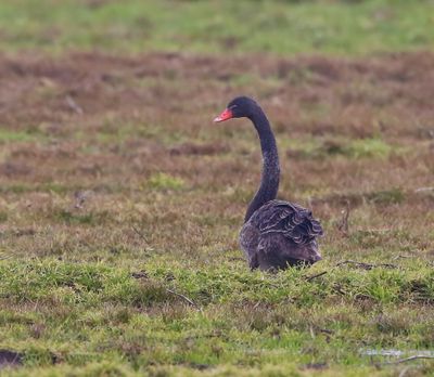 Zwarte Zwaan - Black Swan