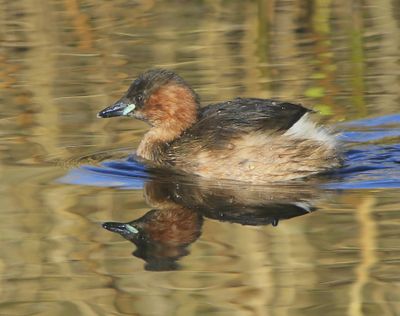 Dodaars - Little Grebe