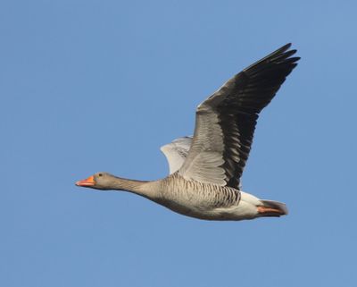 Grauwe Gans - Greylag Goose
