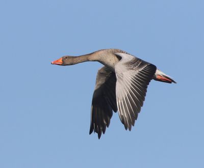 Grauwe Gans - Greylag Goose
