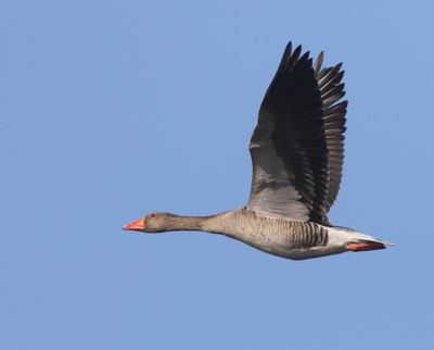 Grauwe Gans - Greylag Goose