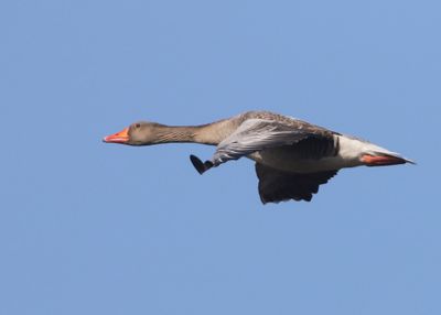 Grauwe Gans - Greylag Goose