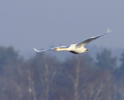 Knobbelzwaan - Mute Swan