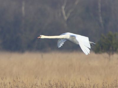 Knobbelzwaan - Mute Swan