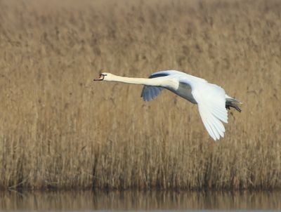 Knobbelzwaan - Mute Swan