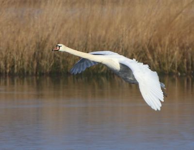 Knobbelzwaan - Mute Swan