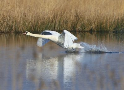 Knobbelzwaan - Mute Swan