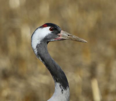 Kraanvogel - Common Crane