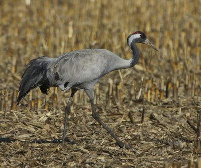 Kraanvogel - Common Crane