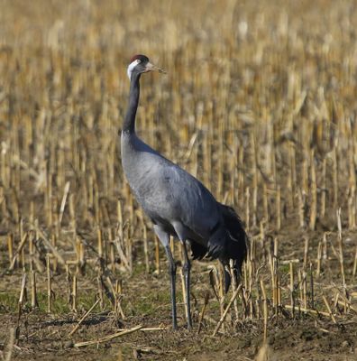 Kraanvogel - Common Crane