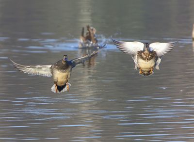 Krakeenden - Gadwalls