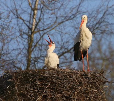 Ooievaars - White Storks