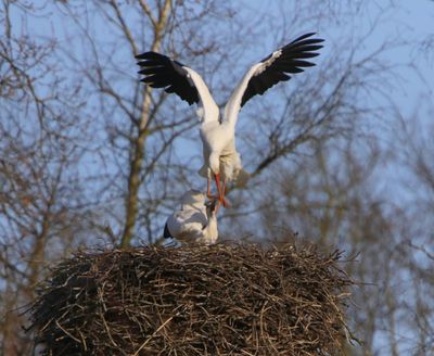 Ooievaars - White Storks
